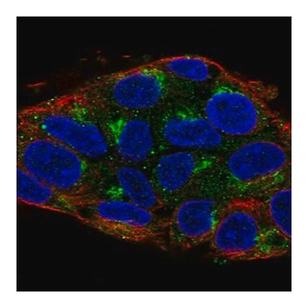 Merck Anti-UBIAD1 antibody produced in rabbit
