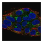 Merck Anti-UBIAD1 antibody produced in rabbit