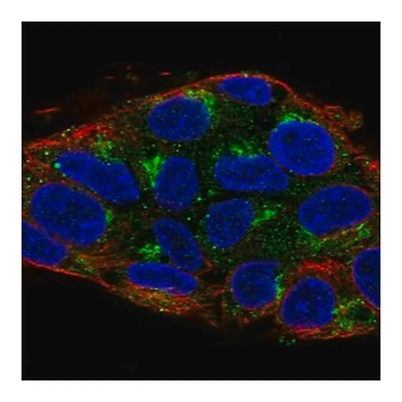 Merck Anti-UBIAD1 antibody produced in rabbit