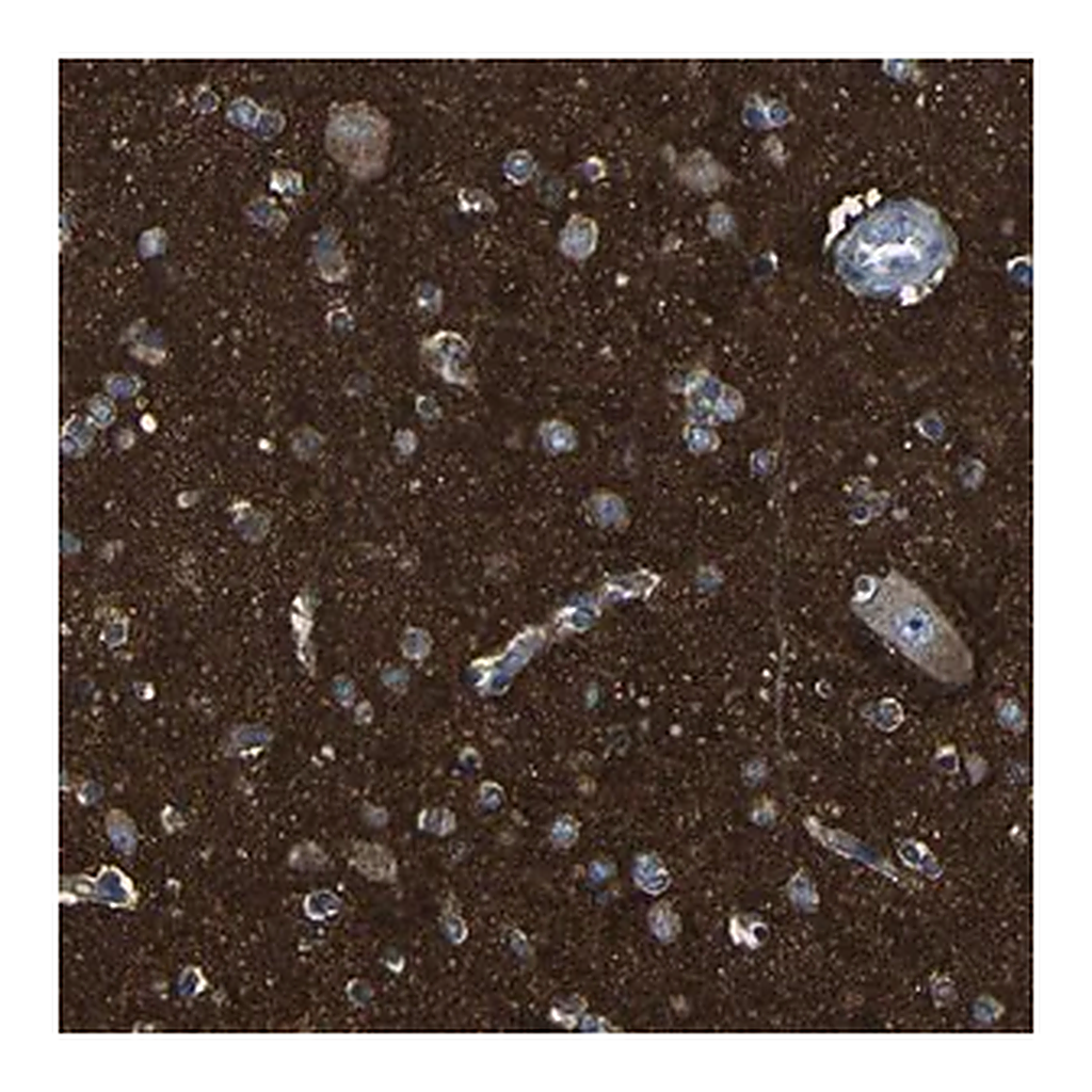Merck Anti-DNAJC5 antibody produced in rabbit