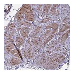 Merck Anti-MOCS1 antibody produced in rabbit