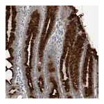Merck Anti-GAK antibody produced in rabbit