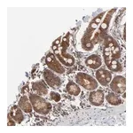 Merck Anti-ARIH1 antibody produced in rabbit