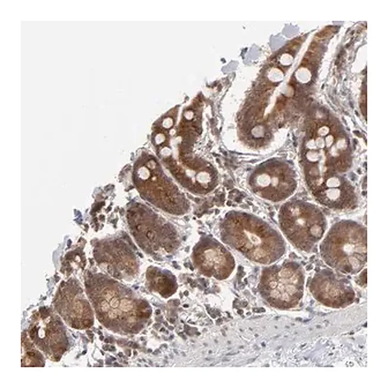 Merck Anti-ARIH1 antibody produced in rabbit