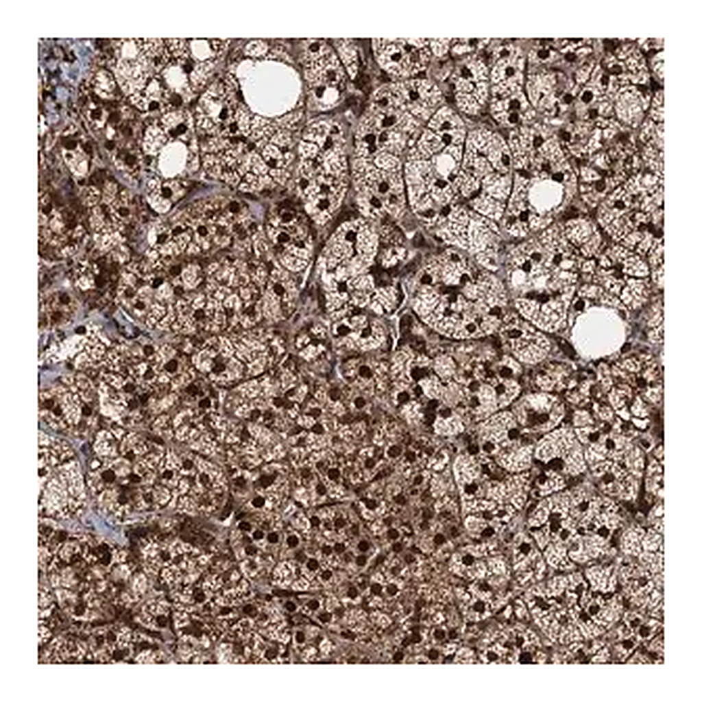 Merck Anti-TRIM23 antibody produced in rabbit