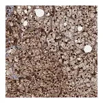 Merck Anti-TRIM23 antibody produced in rabbit