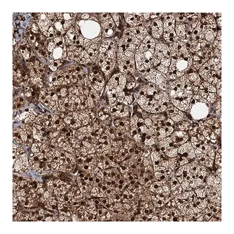Merck Anti-TRIM23 antibody produced in rabbit