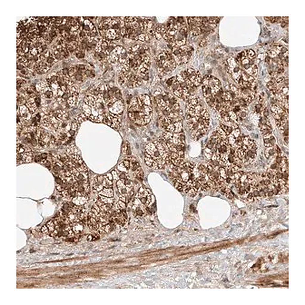 Merck Anti-ARHGAP33 antibody produced in rabbit