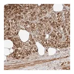 Merck Anti-ARHGAP33 antibody produced in rabbit