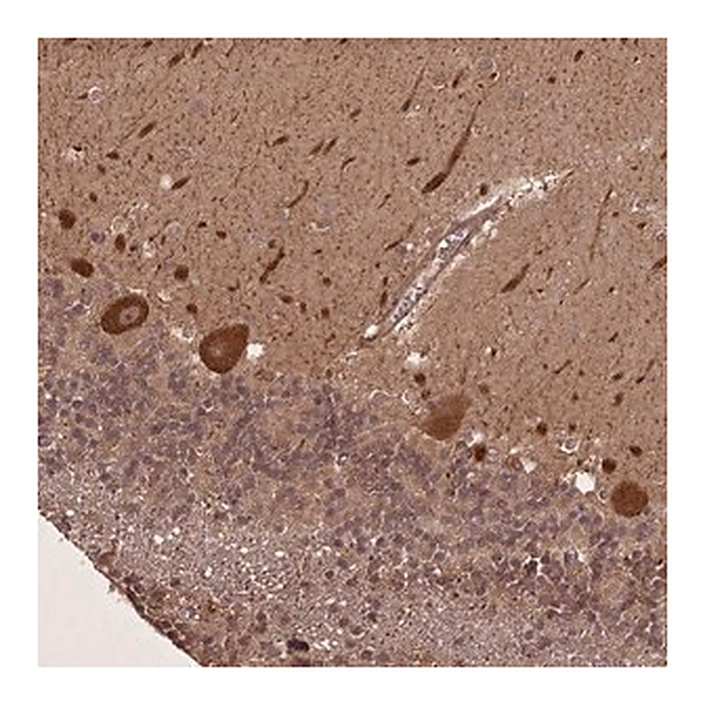 Merck Anti-LIN37 antibody produced in rabbit