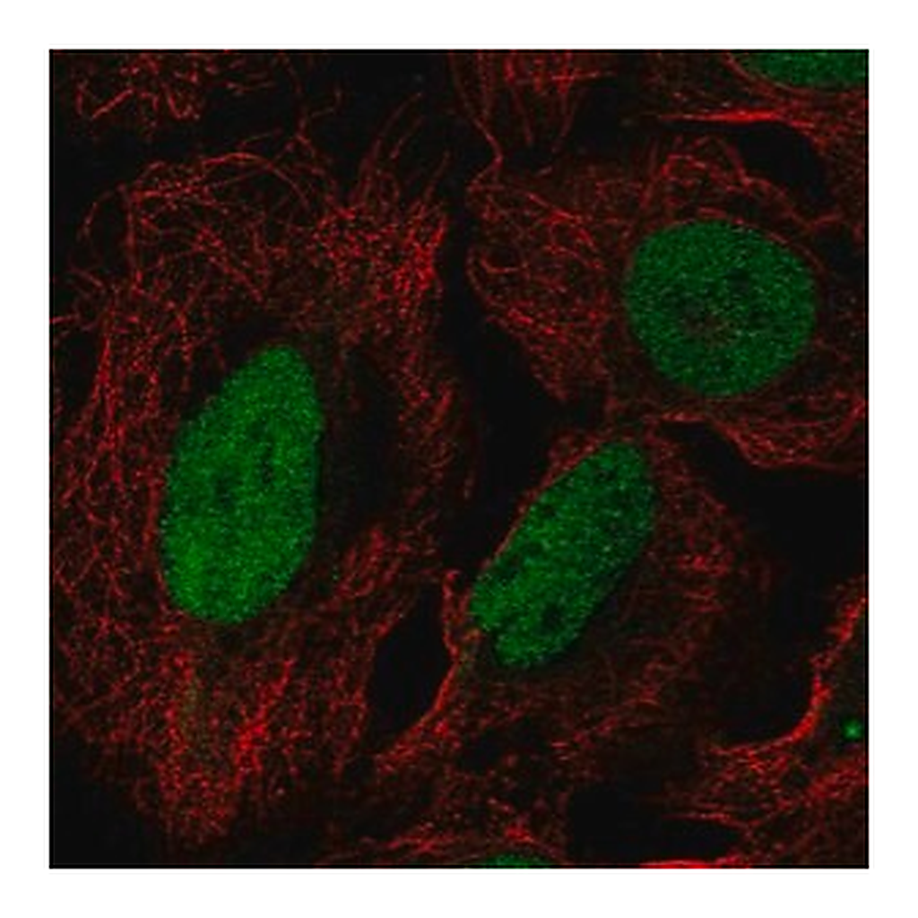 Merck Anti-DUSP27 antibody produced in rabbit