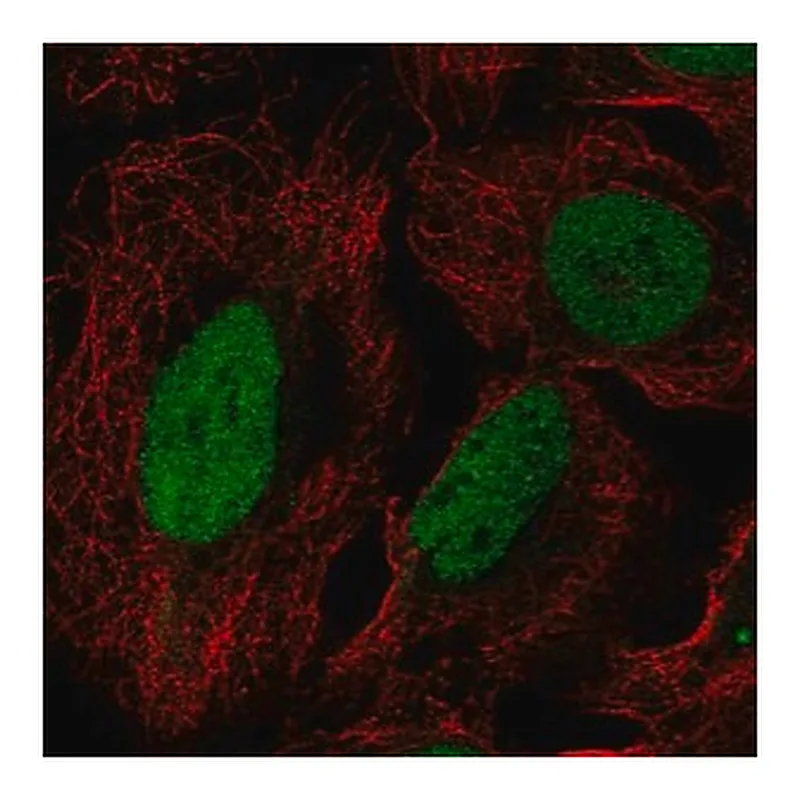 Merck Anti-DUSP27 antibody produced in rabbit