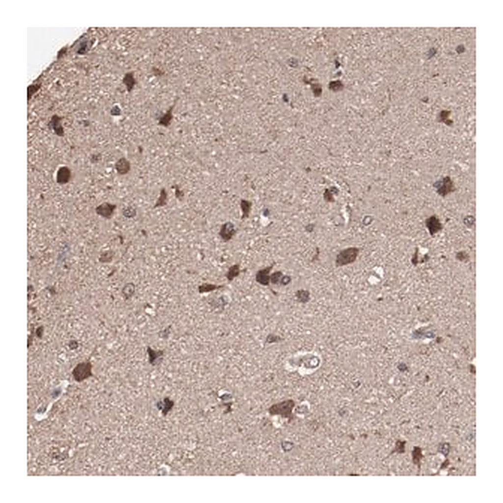 Merck Anti-TENM1 antibody produced in rabbit