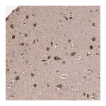 Merck Anti-TENM1 antibody produced in rabbit