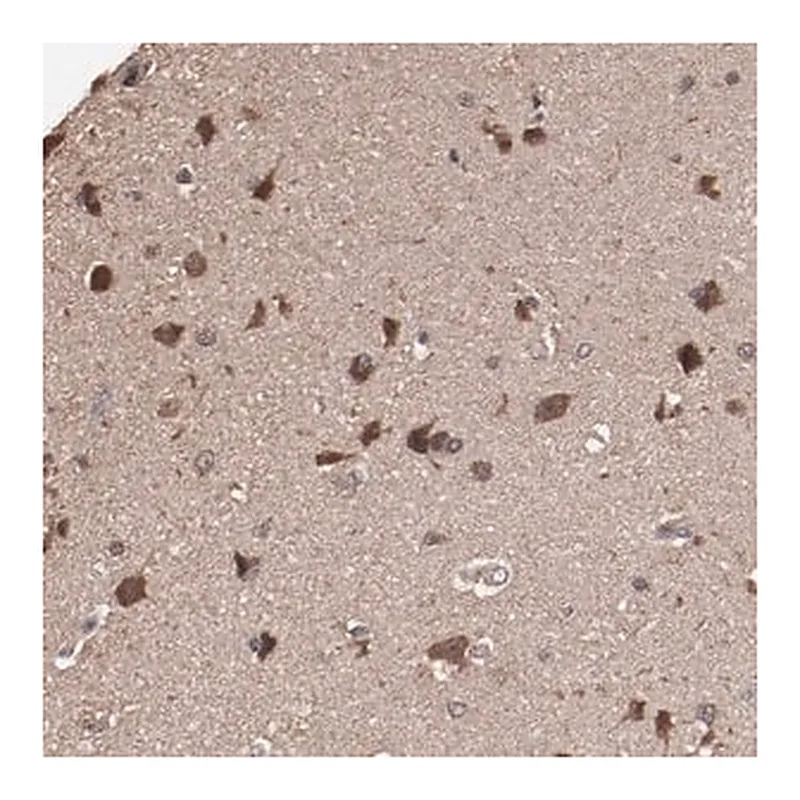 Merck Anti-TENM1 antibody produced in rabbit