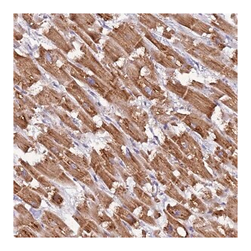 Merck Anti-UQCRQ antibody produced in rabbit