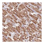 Merck Anti-UQCRQ antibody produced in rabbit