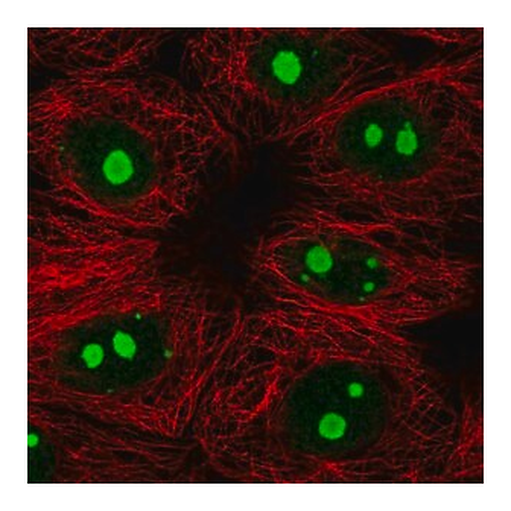 Merck Anti-KNOP1 antibody produced in rabbit