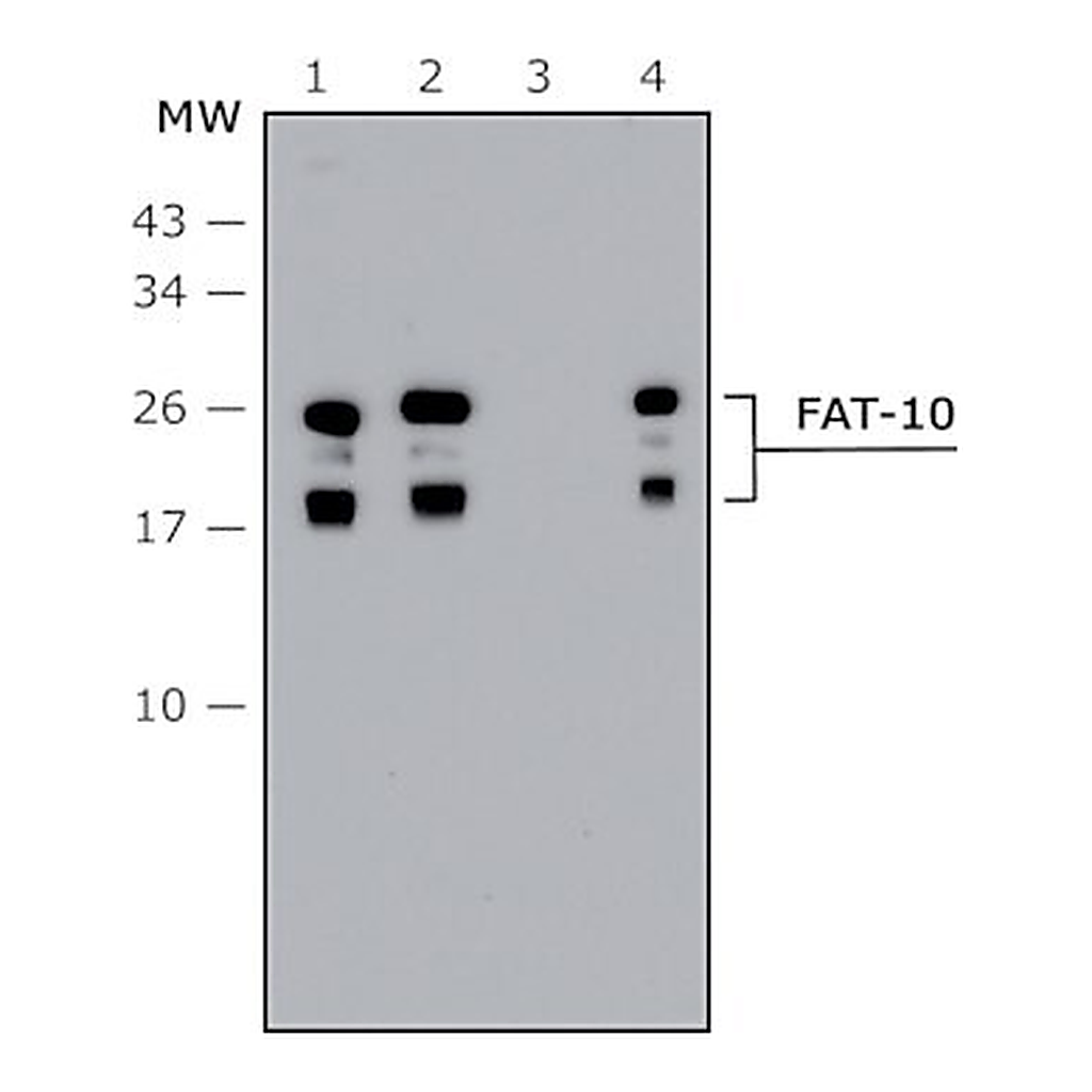 Merck Anti-FAT10 (human specific) antibody produced in rabbit