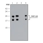 Merck Anti-FAT10 (human specific) antibody produced in rabbit