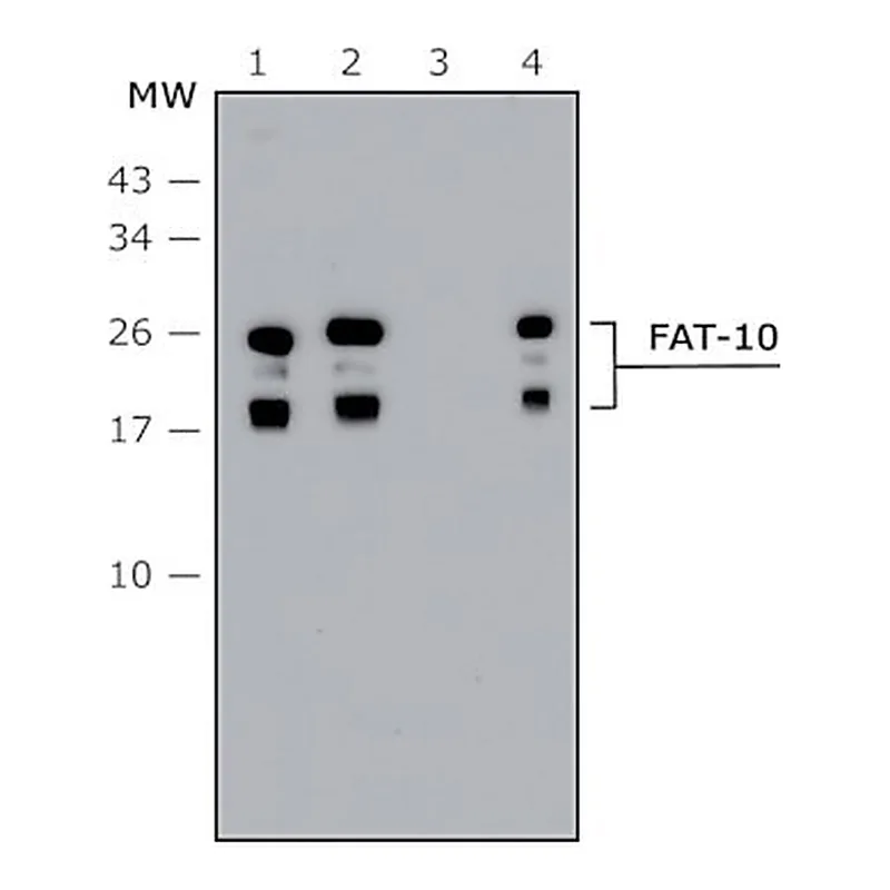 Merck Anti-FAT10 (human specific) antibody produced in rabbit