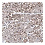 Merck Anti-RSAD1 antibody produced in rabbit