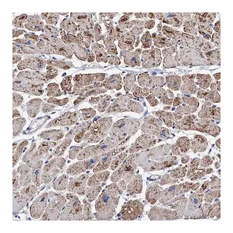 Merck Anti-RSAD1 antibody produced in rabbit