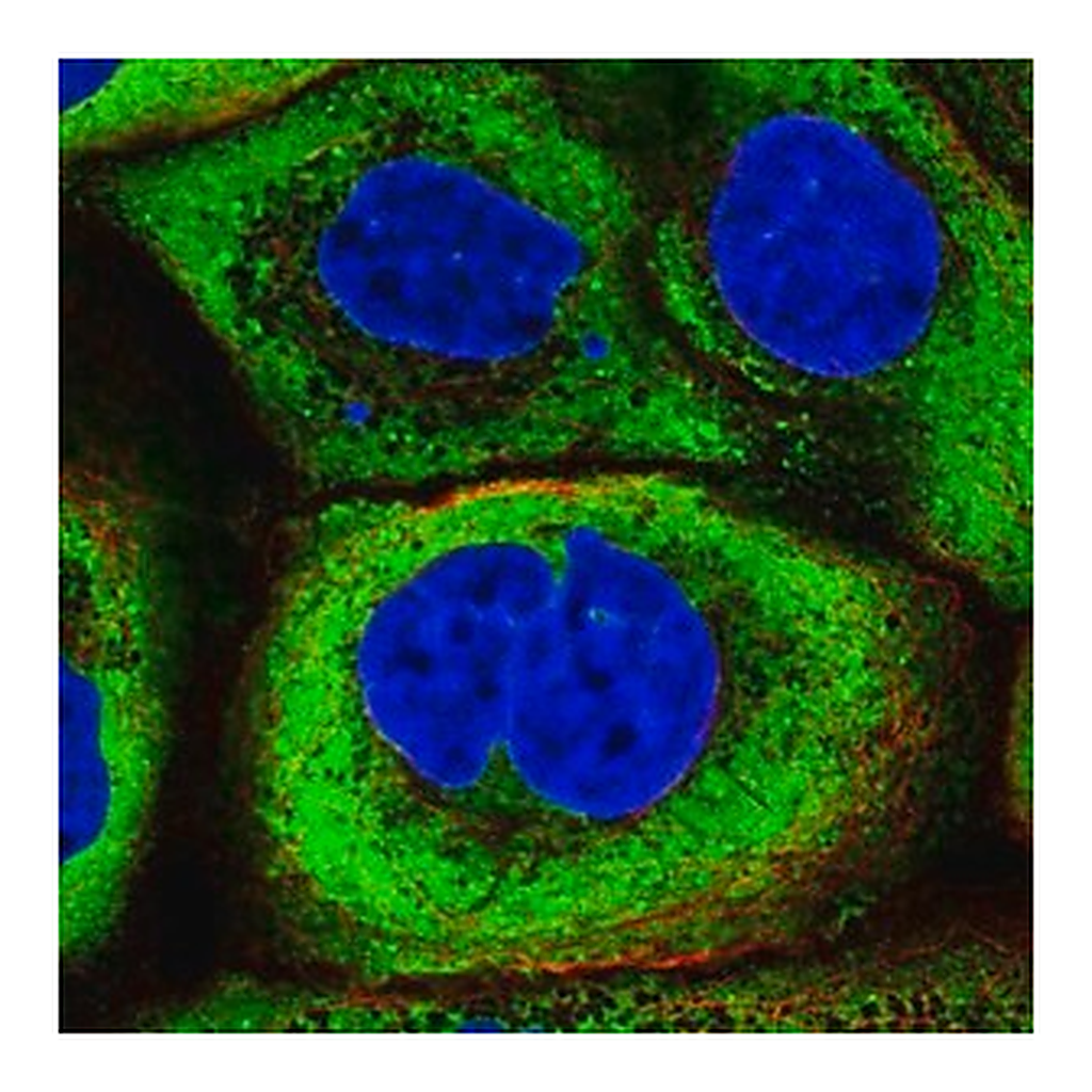 Merck Anti-YBX1 antibody produced in rabbit
