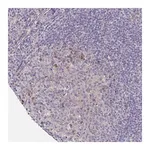 Merck Anti-LTK antibody produced in rabbit