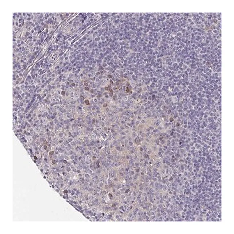 Merck Anti-LTK antibody produced in rabbit