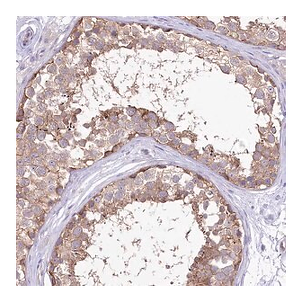 Merck Anti-LRRC34 antibody produced in rabbit