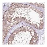 Merck Anti-LRRC34 antibody produced in rabbit