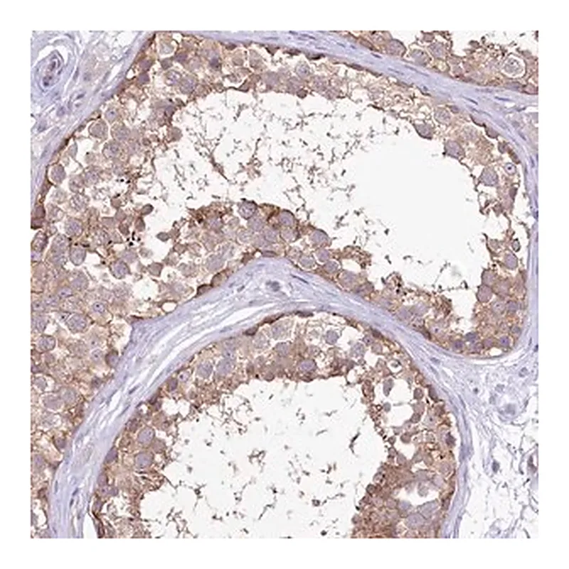 Merck Anti-LRRC34 antibody produced in rabbit