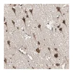 Merck Anti-PFDN1 antibody produced in rabbit
