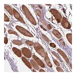 Merck Anti-PLPP7 antibody produced in rabbit