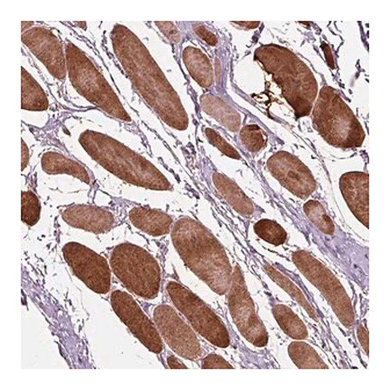 Merck Anti-PLPP7 antibody produced in rabbit