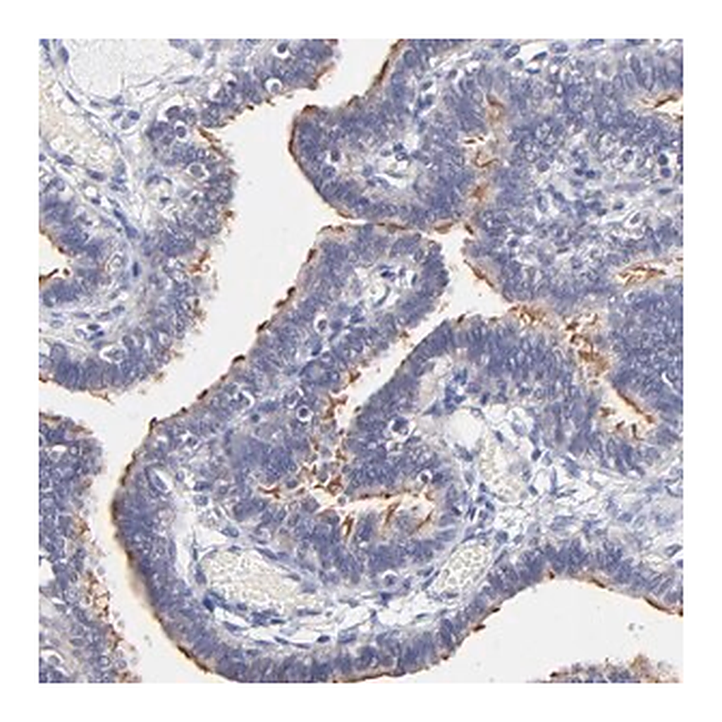 Merck Anti-RIBC2 antibody produced in rabbit