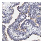Merck Anti-RIBC2 antibody produced in rabbit