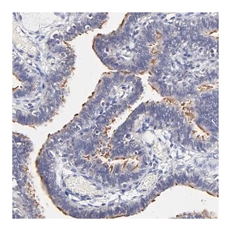 Merck Anti-RIBC2 antibody produced in rabbit