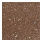 Merck Anti-LRSAM1 antibody produced in rabbit
