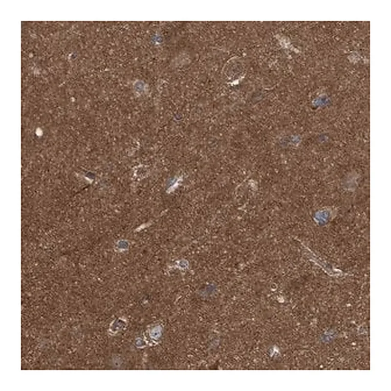 Merck Anti-LRSAM1 antibody produced in rabbit