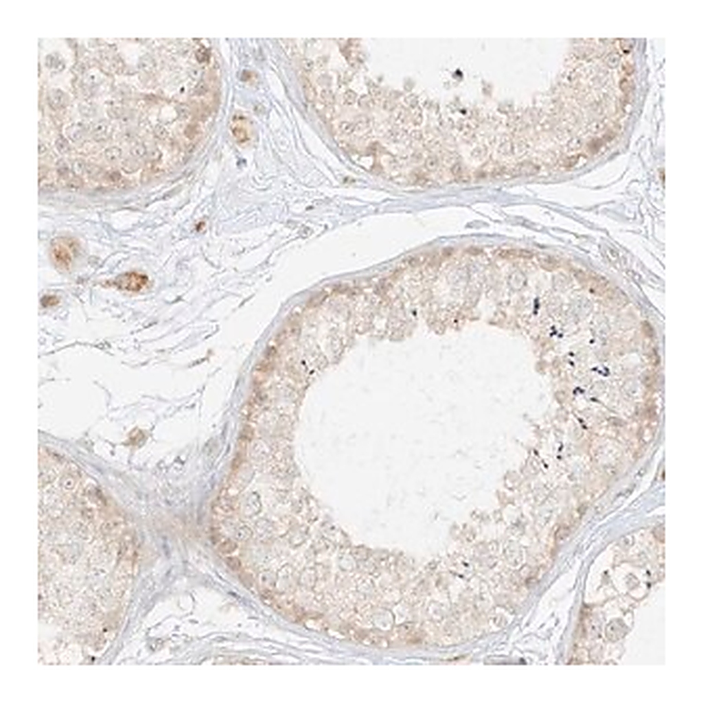 Merck Anti-LIPT1 antibody produced in rabbit