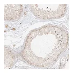 Merck Anti-LIPT1 antibody produced in rabbit