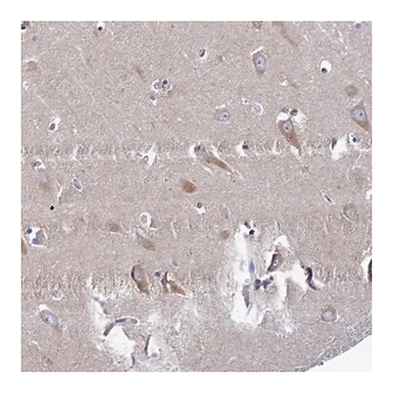 Merck Anti-CLCN3 antibody produced in rabbit