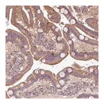 Merck Anti-XIAP antibody produced in rabbit