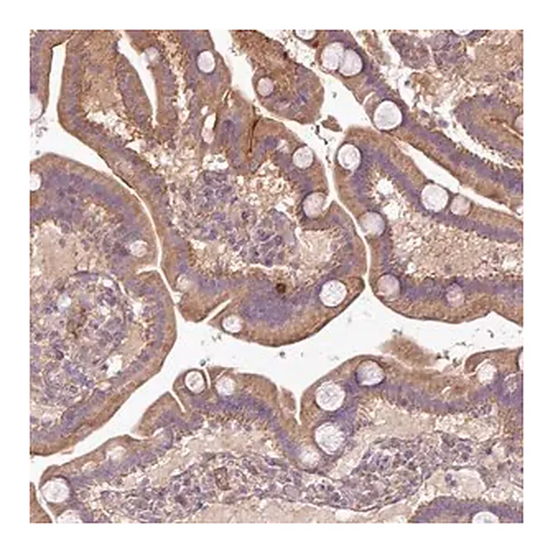 Merck Anti-XIAP antibody produced in rabbit