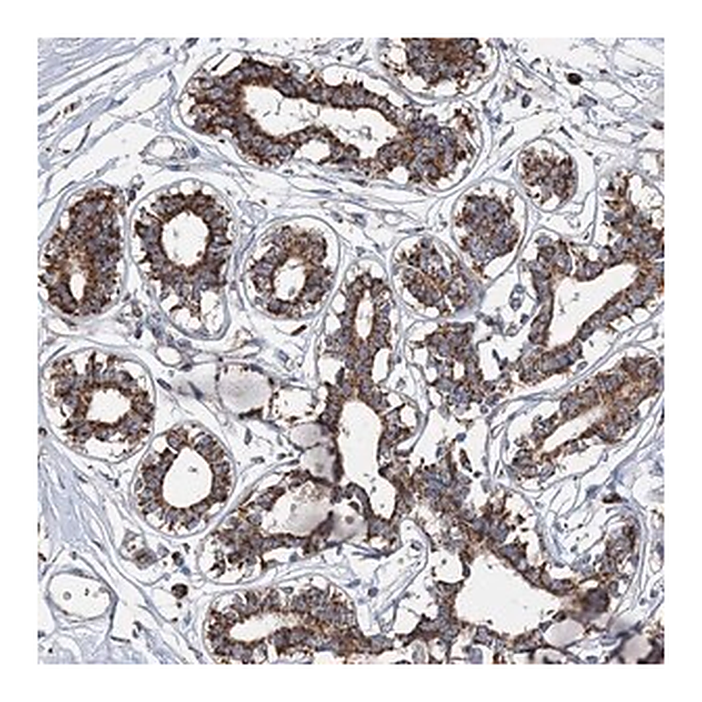 Merck Anti-SPAG16 antibody produced in rabbit