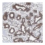 Merck Anti-SPAG16 antibody produced in rabbit