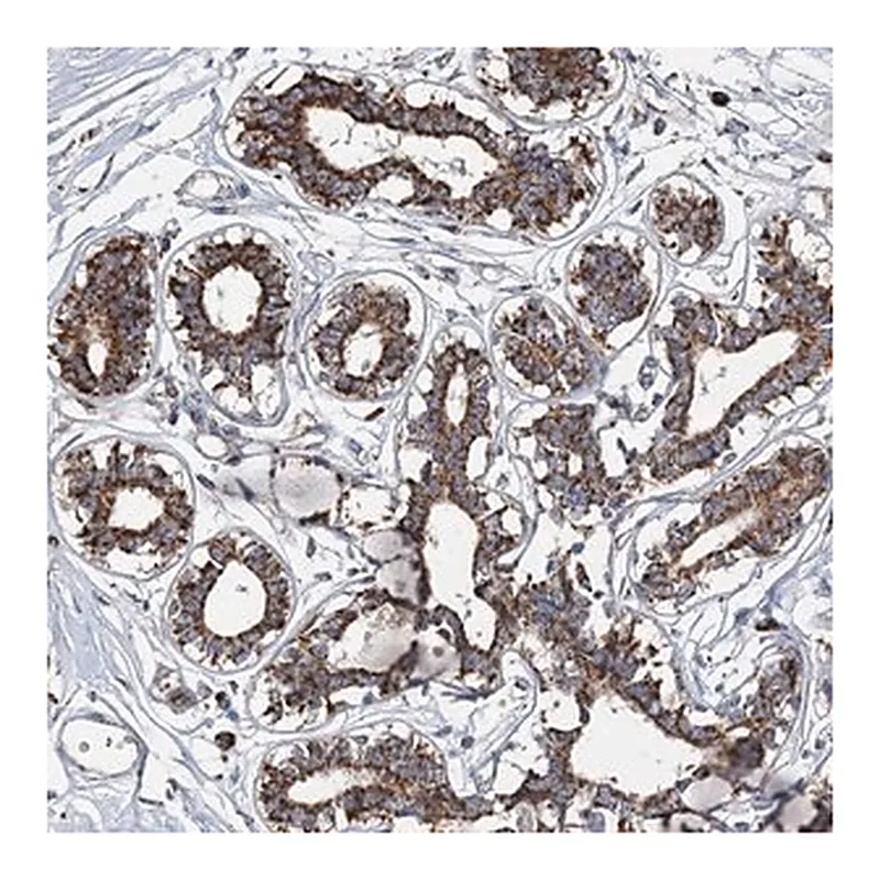 Merck Anti-SPAG16 antibody produced in rabbit