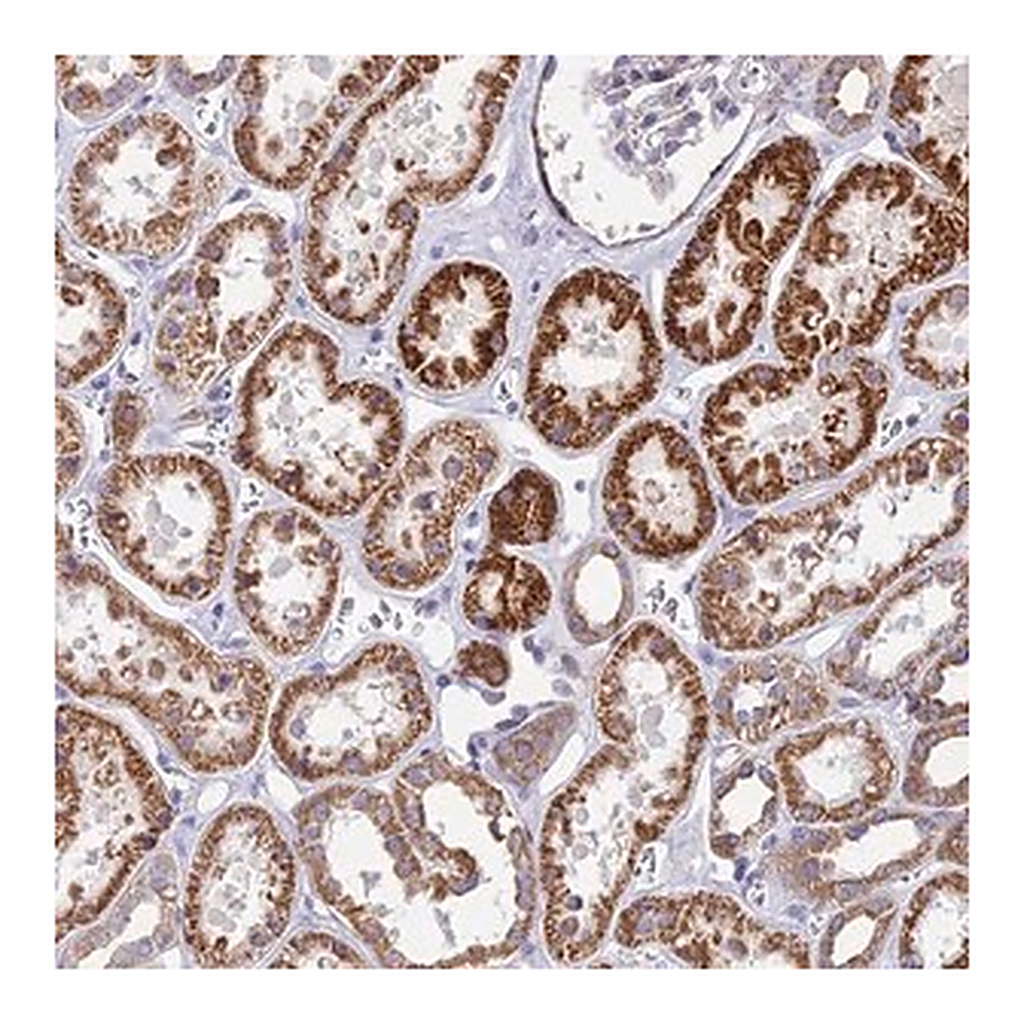 Merck Anti-DOC2B antibody produced in rabbit